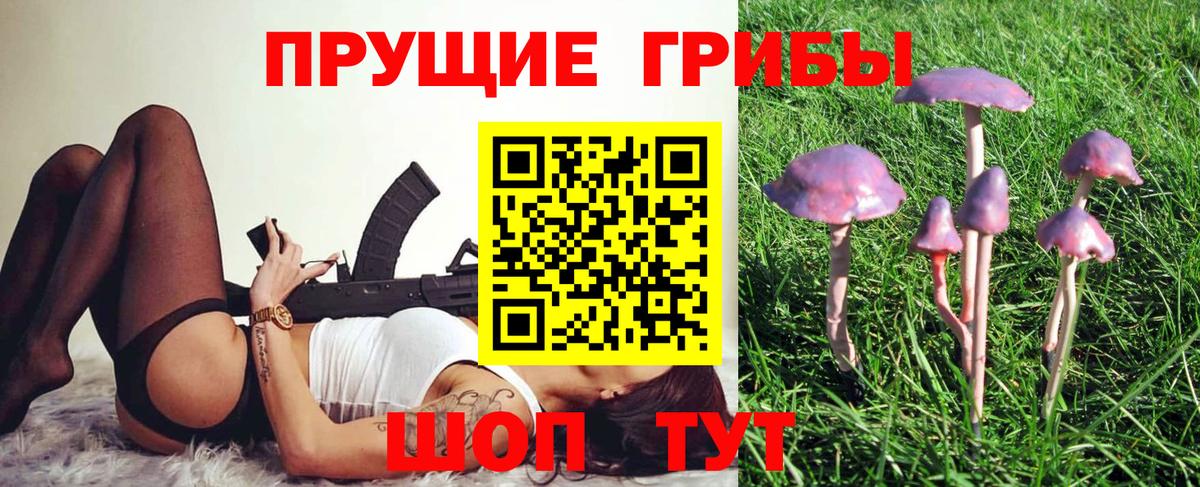 Псилоцибиновые грибы Cubensis  Берёзовский 